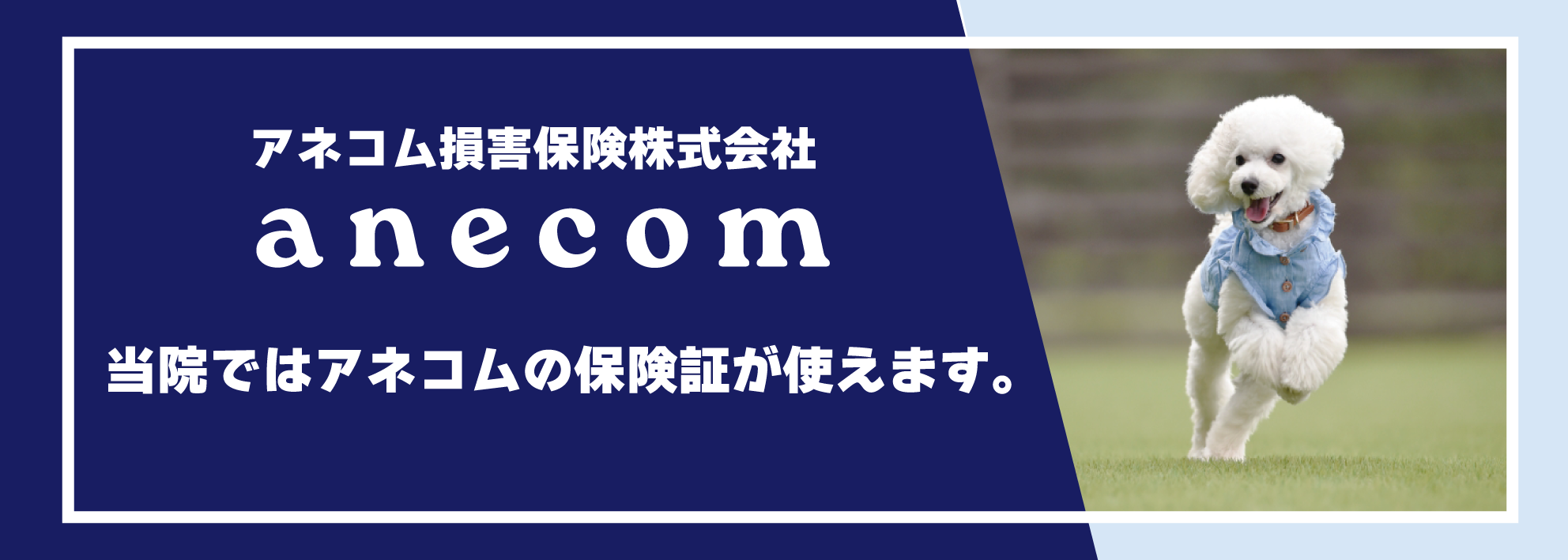 アネコム損保