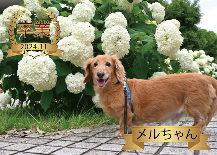 メルちゃん