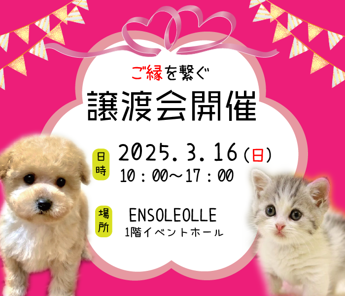 譲渡会開催
